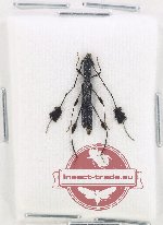 Camelocerambyx coerulescens (A-)