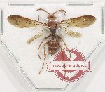 Hymenoptera sp. 140 (open)