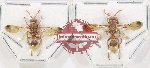 Scientific lot no. 542 Hymenoptera (2 pcs)