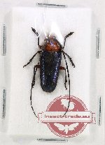 Thermonotus nigripennis