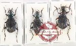 Scientific lot no. 833 Carabidae (3 pcs)