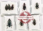 Scientific lot no. 832 Carabidae (8 pcs)