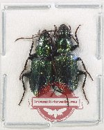 Scientific lot no. 798 Carabidae (Catascopus sp.) (2 pcs A2)