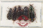 Scientific lot no. 818 Carabidae (5 pcs)