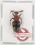 Scientific lot no. 538 Mutilidae (1 pc)