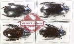 Hydrophilidae Scientific lot no. 307 (4 pcs)