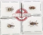 Scientific lot no. 176 Anthribidae (4 pcs)
