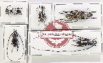 Scientific lot no. 175 Anthribidae (5 pcs)