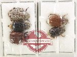 Scientific lot no. 202 Melolonthinae (5 pcs)