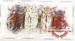 Scientific lot no. 199 Melolonthinae (4 pcs A-, A2)