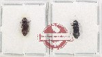 Bothrideridae Scientific lot no. 14 (2 pcs)