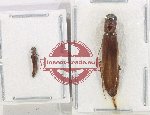 Lymexylonidae Scientific lot no. 10 (2 pcs)
