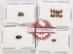 Hydrophilidae Scientific lot no. 305 (15 pcs)