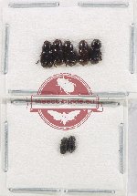 Scientific lot no. 850 Coprophaga (7 pcs)