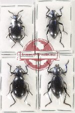 Scientific lot no. 471 Tenebrionidae (4 pcs - 1 pc A2)