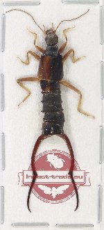 Scientific lot no. 127 Dermaptera (1 pc)