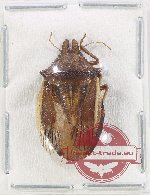Pentatomidae sp. 66 (A2)