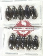 Hydrophilidae Scientific lot no. 294 (10 pcs)