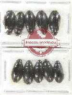 Hydrophilidae Scientific lot no. 295 (10 pcs)