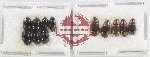 Hydrophilidae Scientific lot no. 301 (12 pcs)