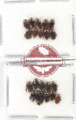 Scientific lot no. 176 Dytiscidae (20 pcs)