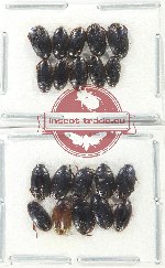 Scientific lot no. 170 Dytiscidae (20 pcs)