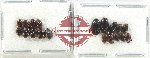 Scientific lot no. 175 Dytiscidae (20 pcs)