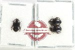 Scientific lot no. 184 Dytiscidae (3 pcs)