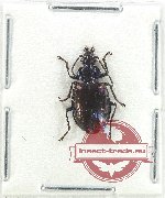 Lebiinae sp. 24