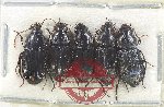 Scientific lot no. 819 Carabidae (5 pcs)