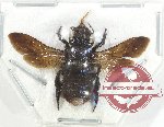 Megachile sp. 19