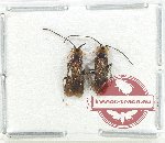 Scientific lot no. 539 Hymenoptera (2 pcs)