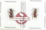 Scientific lot no. 14 Mutilidae (2 pcs)