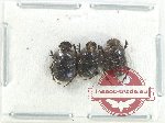 Scientific lot no. 847 Coprophaga (3 pcs)