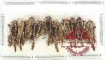 Scientific lot no. 50 Orthoptera (10 pcs)