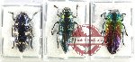Scientific lot no. 125 Buprestidae (3 pcs - 1 pc A2)