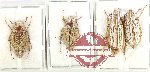 Scientific lot no. 197 Melolonthinae (4 pcs A-, A2)