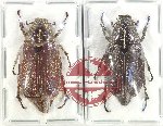 Scientific lot no. 208 Melolonthinae (2 pcs)