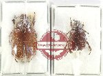 Scientific lot no. 203 Melolonthinae (2 pcs A2)