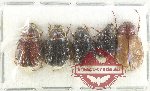 Scientific lot no. 200 Melolonthinae (5 pcs)