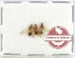 Scientific lot no. 31 Formicidae (3 pcs)