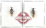 Scientific lot no. 30 Membracinae (2 pcs)