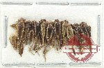 Scientific lot no. 49 Orthoptera (10 pcs)