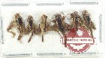 Scientific lot no. 48 Orthoptera (6 pcs)