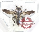 Asilidae sp. 6
