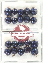 Scientific lot no. 122 Coccinelidae (20 pcs)