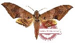Ambulyx dohertyi