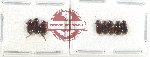 Scientific lot no. 849 Coprophaga (8 pcs)