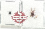 Scientific lot no. 101 Attelabidae (2 pcs A2)