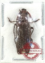 Rhipiceridae (Sandalus sp. 1)